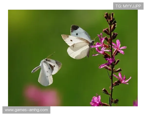 探索皇冠会员端的核心功能与操作技巧，打造畅快无忧的会员管理体验